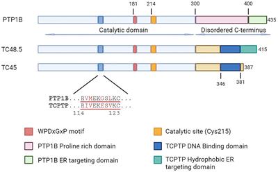 Immunotherapeutic implications of negative regulation by protein tyrosine phosphatases in T cells: the emerging cases of PTP1B and TCPTP